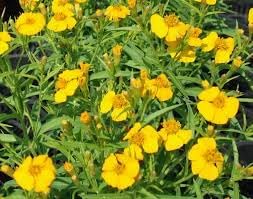 Heirloom linum flavum blume samen for anpflanzung wildflower mix heirloom & gmo free samen for home garten
sale for anpflanzung in home garten