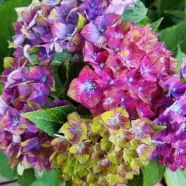 Rainbow hydrangea blume samen for anpflanzung - compact growth, heirloom & gmo free samen for home garten
sale for anpflanzung in home garten.