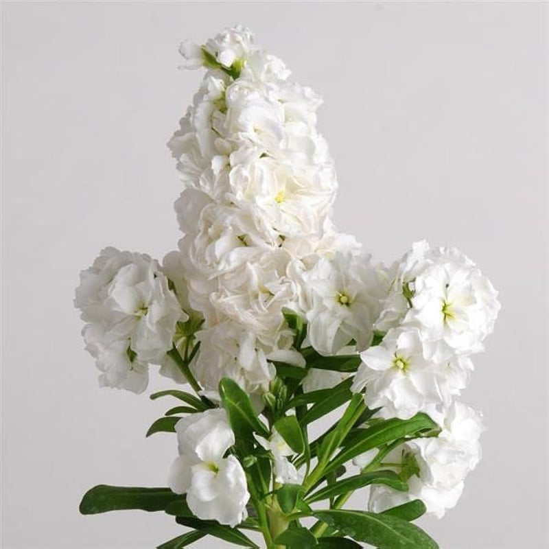 Abend duft stock karmesinrot blume samen