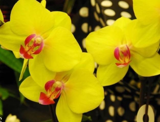 Graines d’orchidée papillon rouge et jaune à semer, floraison éclatante, variété traditionnelle et sans OGM, graines pour jardin familial