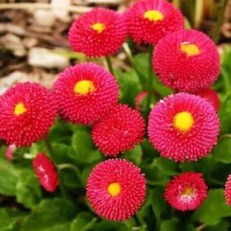 Rot daisy bellis perennis samen for anpflanzung in pollinator garten
