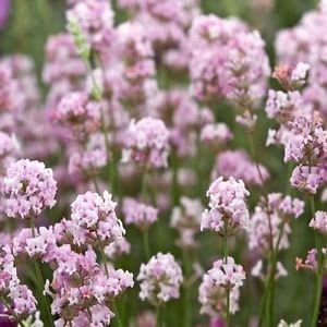 Rosa lavender blume samen for anpflanzung drought tolerant heirloom & gmo free samen for home garten
sale for anpflanzung in home garten