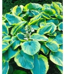 Heirloom hosta blume samen for anpflanzung compact growth heirloom & gmo free samen for home garten
sale for anpflanzung in home garten