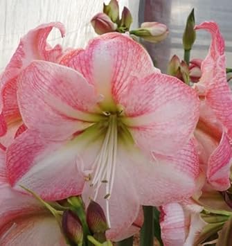 Weiß rosa hippeastrum rutilum blume samen for anpflanzung - perfect for borders, heirloom & gmo free samen for home garten
sale samen for anpflanzung in home garten