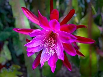 Rosa epiphyllum oxypetalum blume samen for anpflanzung - garten favorite, heirloom & gmo free samen for home garten
sale for anpflanzung in home garten.