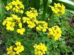 Heirloom wallflower samen for anpflanzung cottage garten essential heirloom & gmo free samen for home garten
sale for anpflanzung in home garten