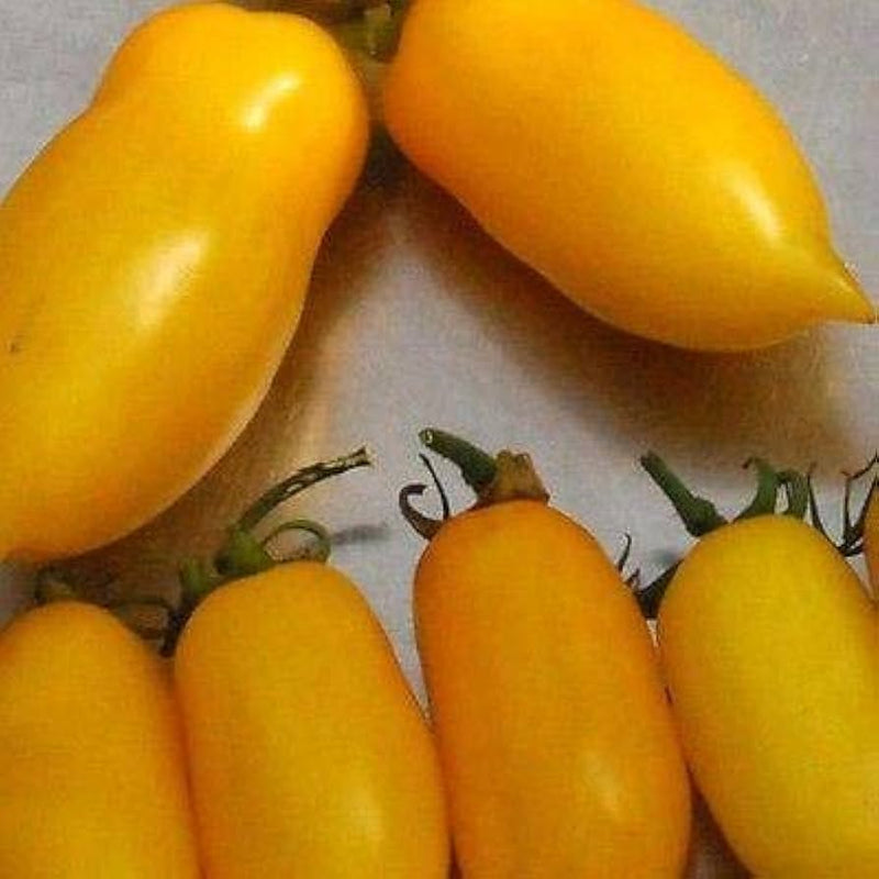 Semillas de tomate Banana Legs para plantar en el huerto