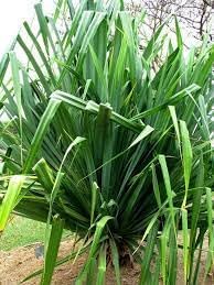 Heirloom screwpine blume samen for anpflanzung cut blume favorite heirloom & gmo free samen for home garten
sale for anpflanzung in home garten