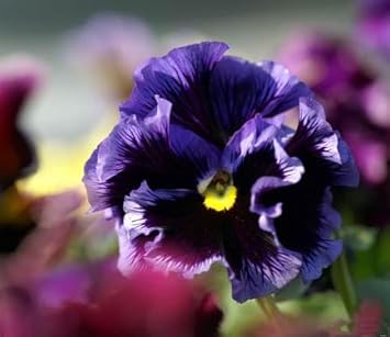 Violet pansy blume samen for anpflanzung - easy to grow, heirloom & gmo free samen for home garten
sale for anpflanzung in home garten