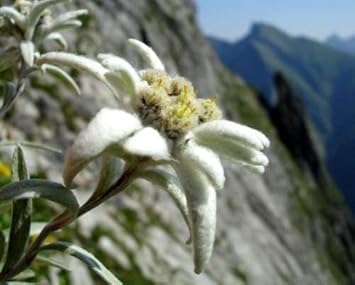 Weiß edelweiss alpine blume samen for anpflanzung seasonal bloomer heirloom & gmo free samen for home garten
sale samen for home garten anpflanzung
