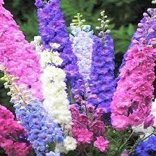 Rocket larkspur blume samen for anpflanzung - long bloom season, heirloom & gmo free samen for home garten
sale samen for home garten