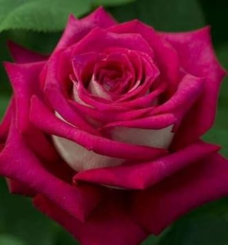 Rosa rose blume samen for easy anpflanzung