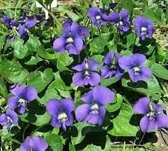 Violet blume samen for anpflanzung - bright blooms, heirloom & gmo free samen for home garten
sale for anpflanzung in home garten