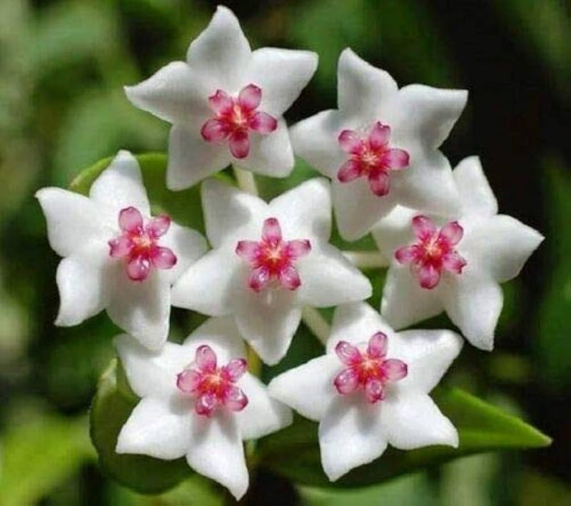 Blanco Rosa Hoya Semillas de flores para sembrar, variedad tradicional de alta calidad y sin ingeniería genética, semillas para jardín doméstico