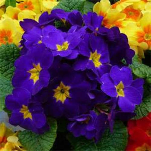 Graines de primevère Malacoides violette et jaune à semer, aimant le soleil, variété traditionnelle et sans OGM, graines pour jardin familial