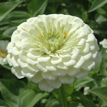 Weiß (weiß gelb) samen for anpflanzung in home garten