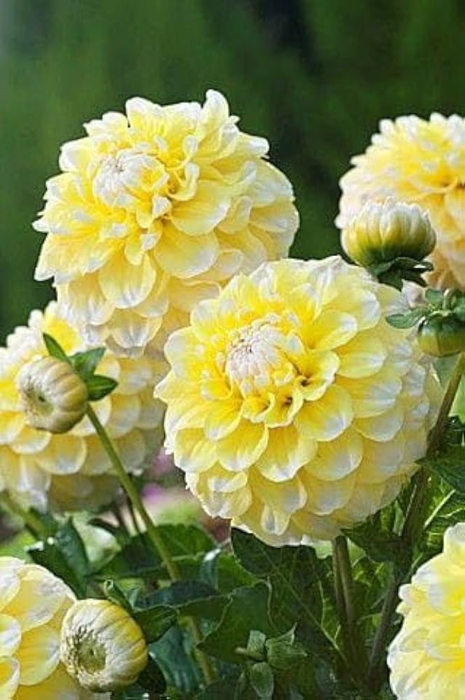 Semillas de flores blancas y amarillas de dalia, tolerantes a la semisombra, variedad tradicional y sin organismos modificados genéticamente, semillas para el jardín doméstico