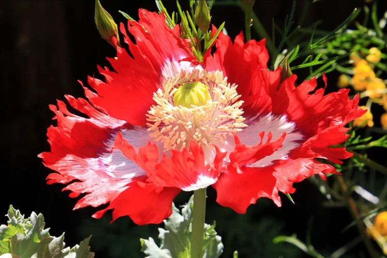 Graines de fleurs rouges et jaunes Danish Flag à semer – annuelles éclatantes pour un jardin coloré