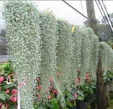 Heirloom dichondra blume samen for anpflanzung vibrant colors heirloom & gmo free samen for home garten
sale for anpflanzung in home garten