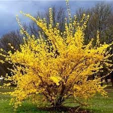 Trifoliate forsythia blume samen for anpflanzung - sun loving, heirloom & gmo free samen for home garten
sale samen for home garten