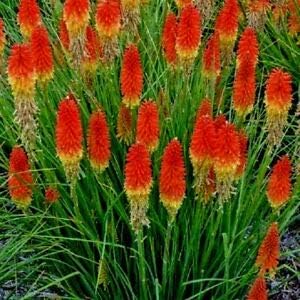 Rot kniphofia blume samen for anpflanzung - compact growth, heirloom & gmo free samen for home garten
sale for anpflanzung in home garten