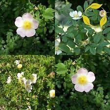 Weiß rosa canina blume samen for anpflanzung - sun loving, heirloom & gmo free samen for home garten
sale for anpflanzung in home garten