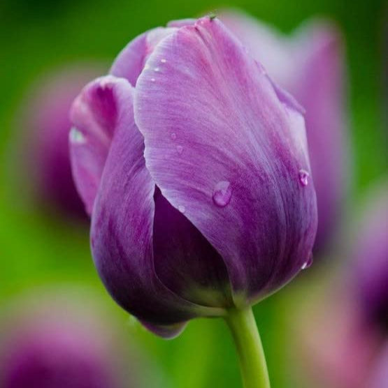 Violet tulip blume samen for anpflanzung - compact growth, heirloom & gmo free samen for home garten
sale for anpflanzung in home garten