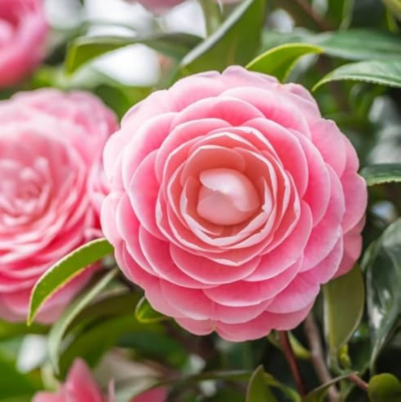 Rosa camellia blume samen for anpflanzung - drought tolerant, heirloom & gmo free samen for home garten
sale samen for anpflanzung in home garten