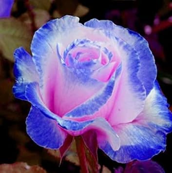Rosa and blau rose blume samen for anpflanzung - perfect for borders, heirloom & gmo free samen for home garten
sale for anpflanzung in home garten.