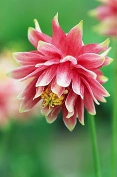 Pale rosa columbines blume samen for anpflanzung - colorful display, heirloom & gmo free samen for home garten
sale for anpflanzung in home garten.
