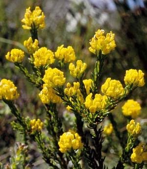 Aspalathus blume samen for anpflanzung - fragrant blossoms, heirloom & gmo free samen for home garten
sale samen for anpflanzung in home garten