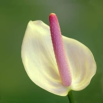 Rosa weiß anthurium blume samen for anpflanzung - cottage garten essential, heirloom & gmo free samen for home garten
sale for anpflanzung in home garten.