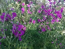 Heirloom swainsonia blume samen for anpflanzung seasonal bloomer heirloom & gmo free samen for home garten
sale for anpflanzung in home garten