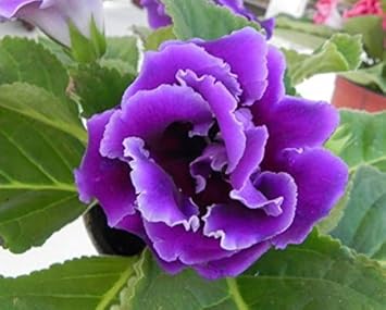 Heirloom gloxinia perennial blume samen for anpflanzung colorful display heirloom & gmo free samen for home garten
sale for anpflanzung in home garten