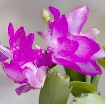 Violet schlumbergera blume samen for anpflanzung - garten favorite, heirloom & gmo free samen for home garten
sale for anpflanzung in home garten.