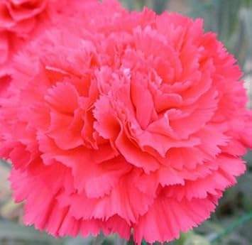 Rosa caryophyllus blume samen for anpflanzung - shade tolerant, heirloom & gmo free samen for home garten
sale for anpflanzung in home garten