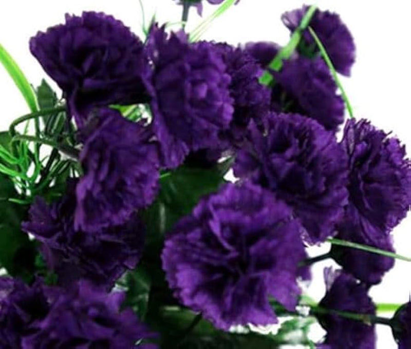Carnation dianthus caryophyllus king of blacks for blume border