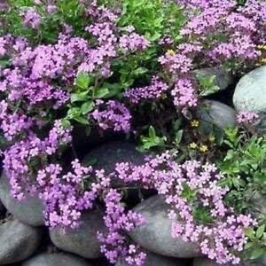 Rosa saponaria ocymoides blume samen for anpflanzung - cottage garten essential, heirloom & gmo free samen for home garten
sale for anpflanzung in home garten