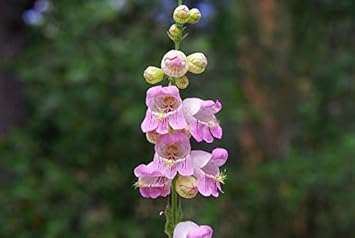 Violet penstemon blume samen for anpflanzung - hardy variety, heirloom & gmo free samen for home garten
sale samen for anpflanzung in home garten