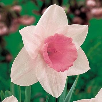 Pale rosa narcissus blume samen for anpflanzung - shade tolerant, heirloom & gmo free samen for home garten
sale samen for anpflanzung in home garten