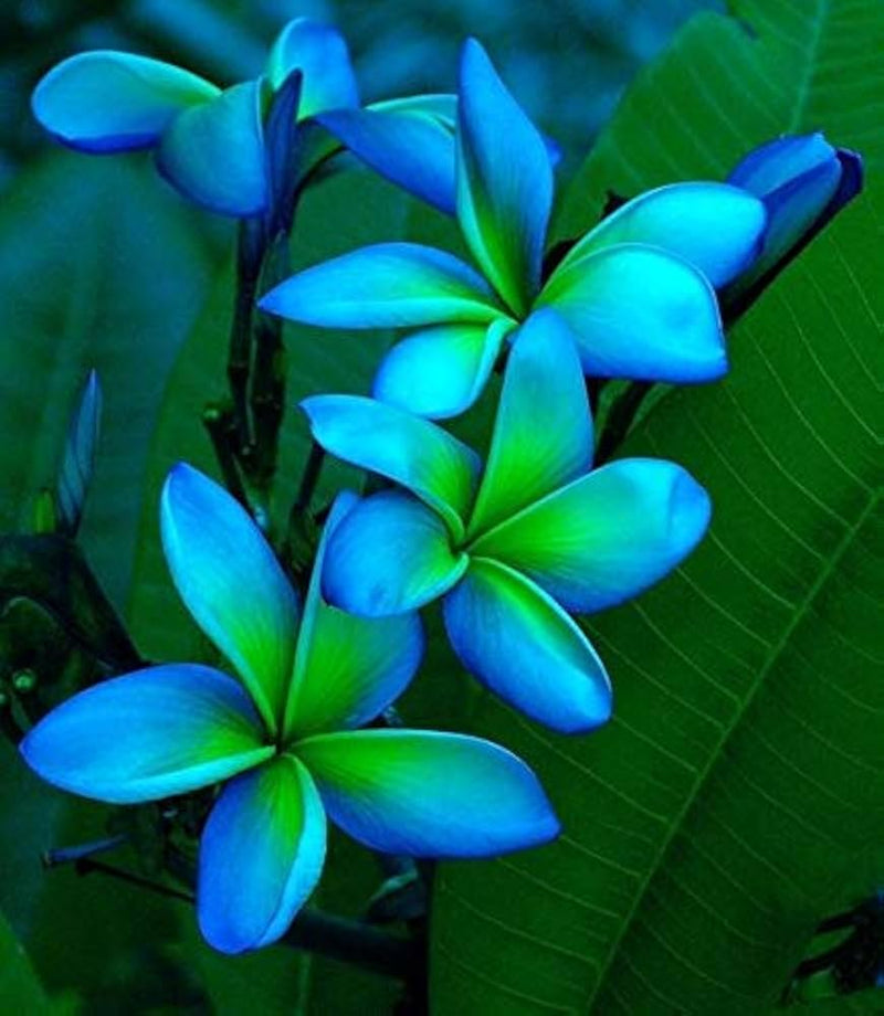 Plumeria grün blau blume samen for fragrant, tropical garten blooms