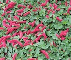 Acalypha blume samen for anpflanzung - hardy variety, heirloom & gmo free samen for home garten
sale samen for home garten