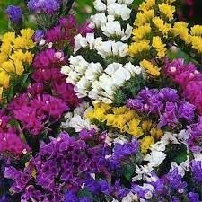 Heirloom statice blume samen for anpflanzung vibrant colors heirloom & gmo free samen for home garten
sale for anpflanzung in home garten