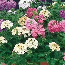 Heirloom trailing verbena blume samen for anpflanzung seasonal bloomer heirloom & gmo free samen for home garten
sale for anpflanzung in home garten