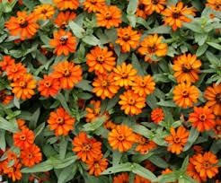 Zinnia profusion blume samen for anpflanzung seasonal bloomer heirloom & gmo free samen for home garten
sale for anpflanzung in home garten