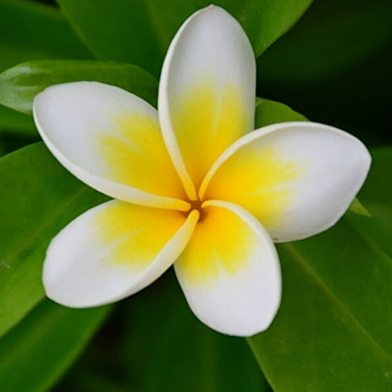 Plumeria agave plumeria spp for anpflanzung in tropical garten