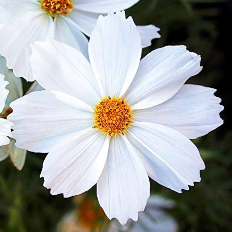 Weiß cosmos blume samen for anpflanzung - sun loving, heirloom & gmo free samen for home garten
sale samen for home garten