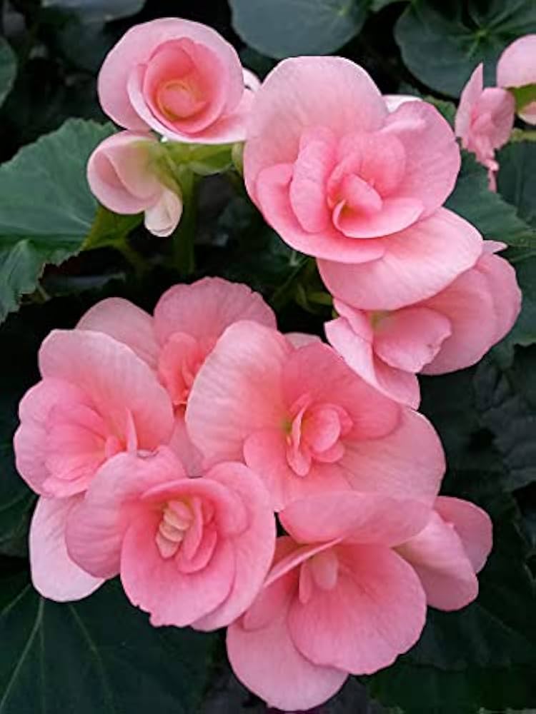 Begonia begonia spp for anpflanzung in container