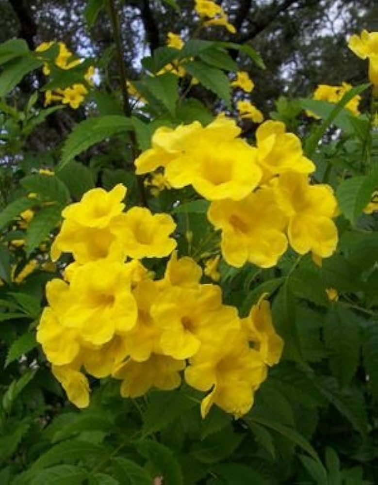 Rapeseed brassica napus blume samen for anpflanzung