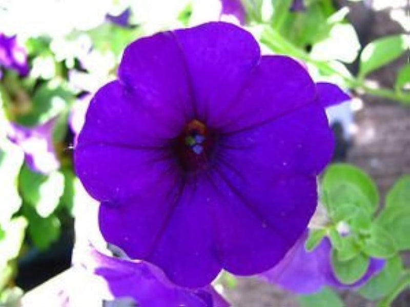 Pelleted petunia limbo lila samen